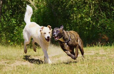 Hundebetreuung Friedrichshain 1